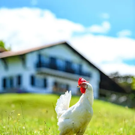 Amama Bed & Breakfast Urrugne